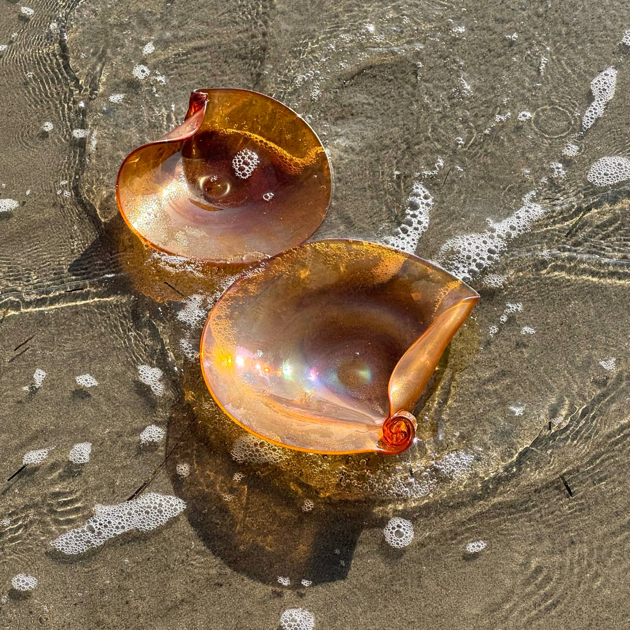 Conchiglia Ambra