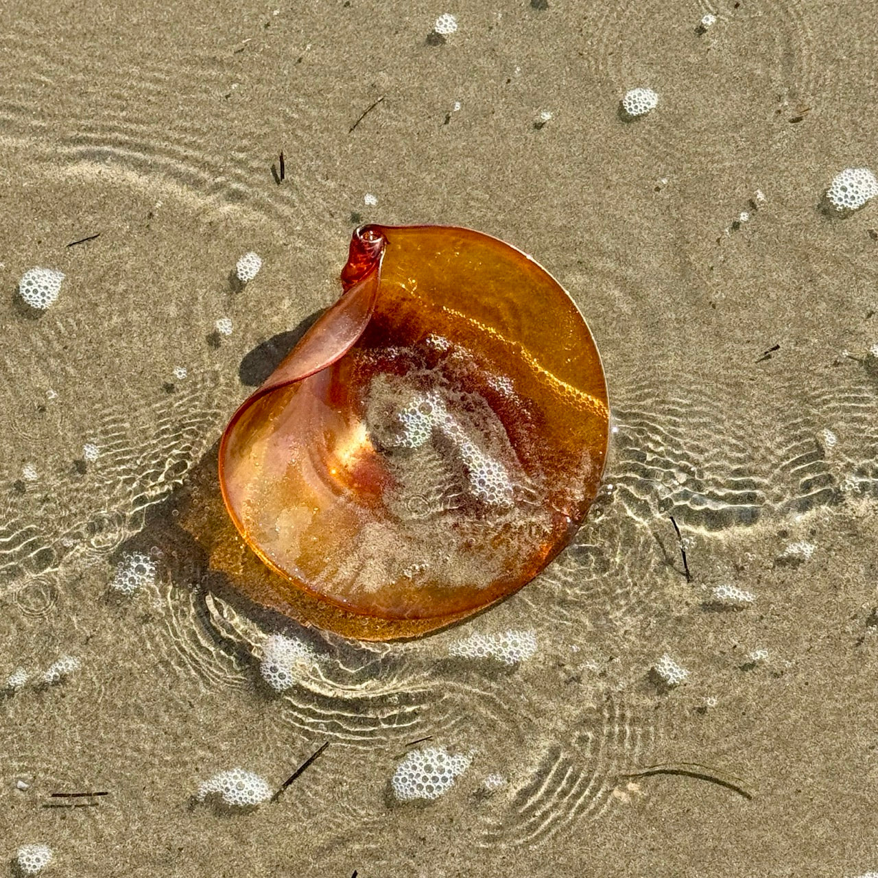 Conchiglia Ambra